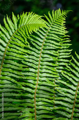 Closeup of Sword Fern as a green pattern nature background
