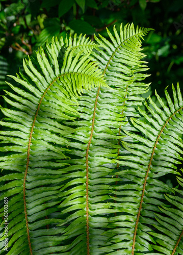 Closeup of Sword Fern as a green pattern nature background
