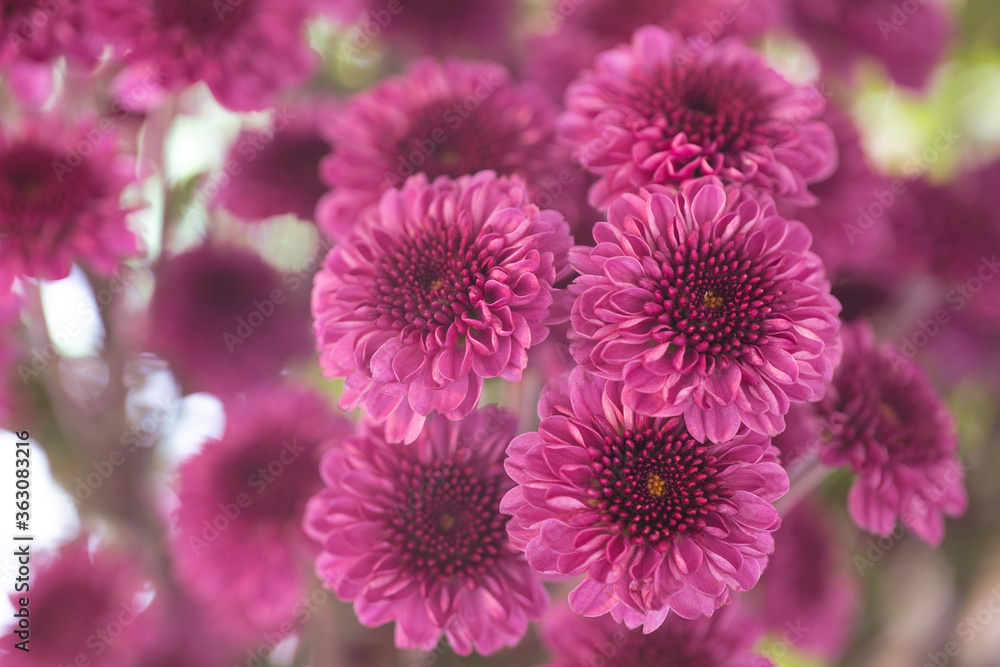 Pink chrysanthemum. Beautiful pink flowers bouquet close up with soft blur background Pink chrysanthemum. Beautiful pink flowers bouquet close up with soft blur background