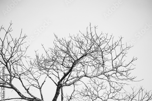 Wallpaper Mural black and white background with leaves Torontodigital.ca