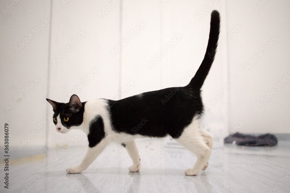 Duotone cat walking on side Duotone cat walking on side