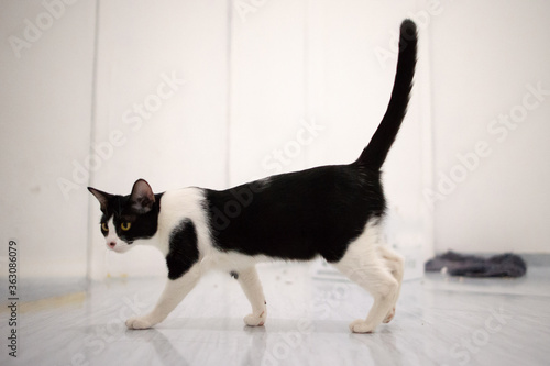 Duotone cat walking on side