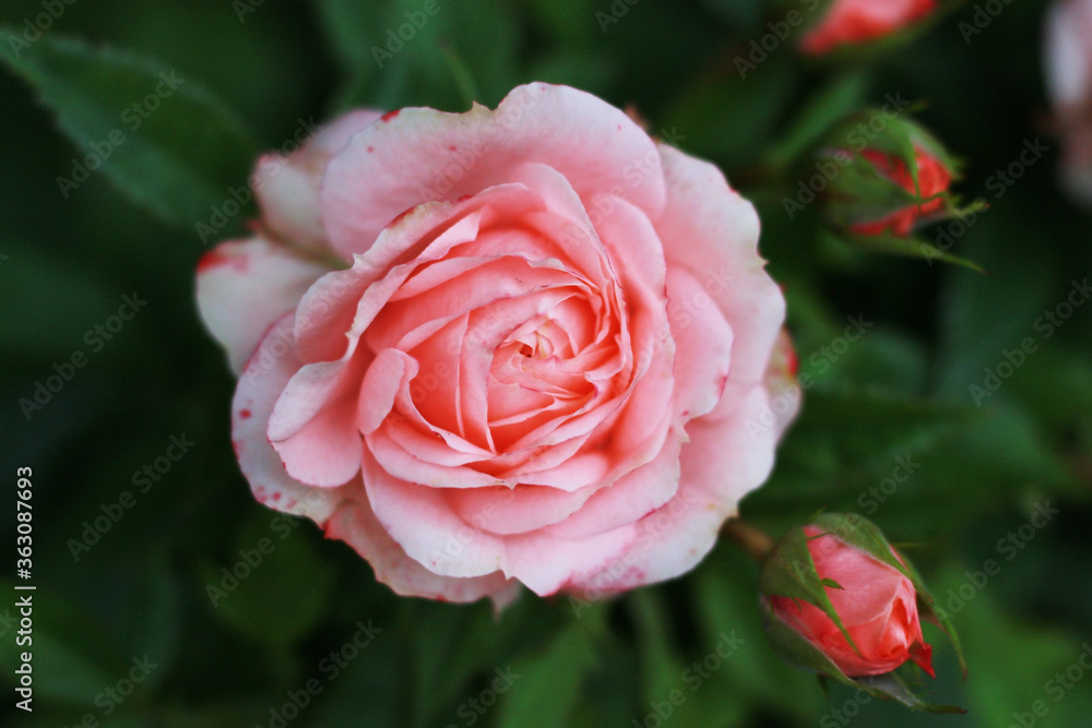 beautiful coral pink rose in the garden beautiful coral pink rose in the garden