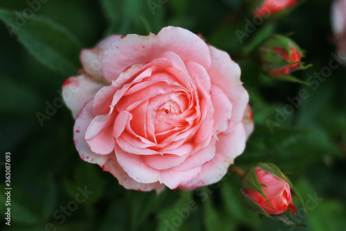 beautiful coral pink rose in the garden