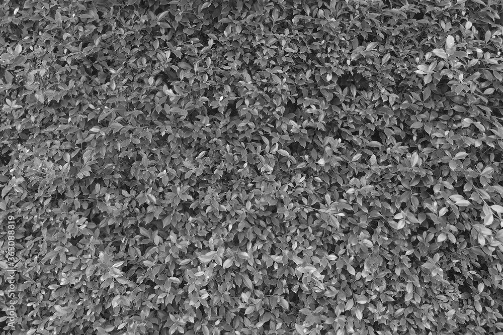 Green tree wall close up Green tree wall close up