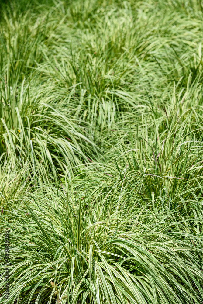 Green and yellow sedge grasses, as a nature background
Green and yellow sedge grasses, as a nature background