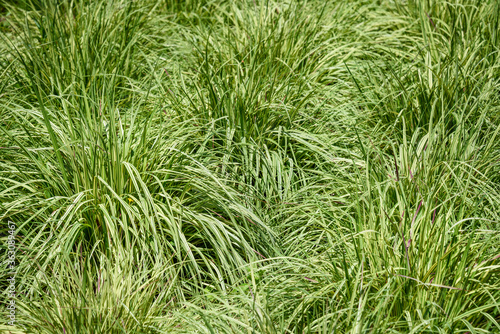 Green and yellow sedge grasses  as a nature background 