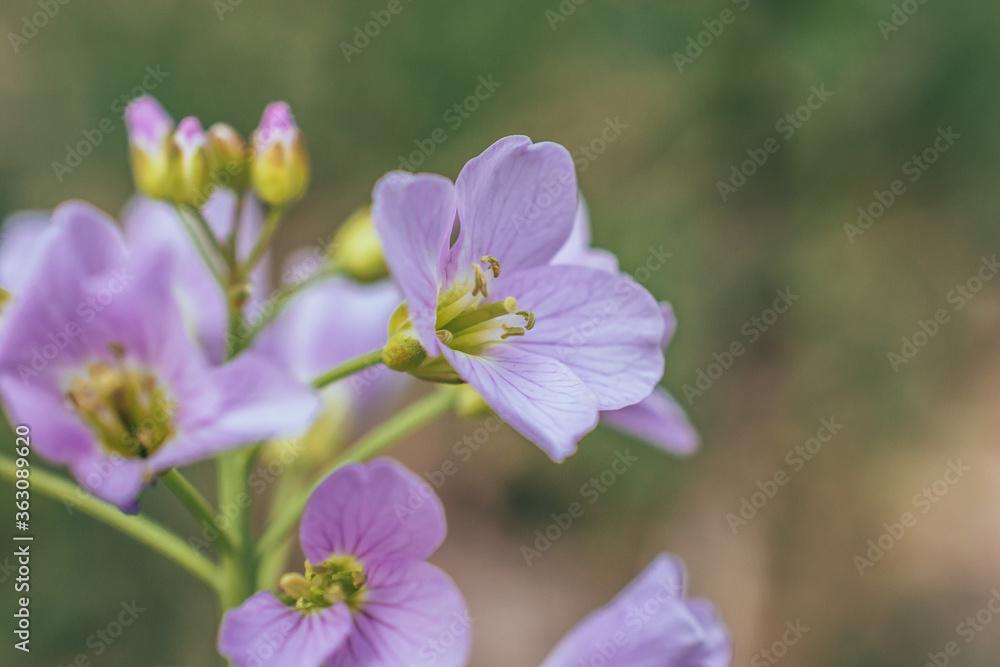 Detail of a small purple flower Detail of a small purple flower