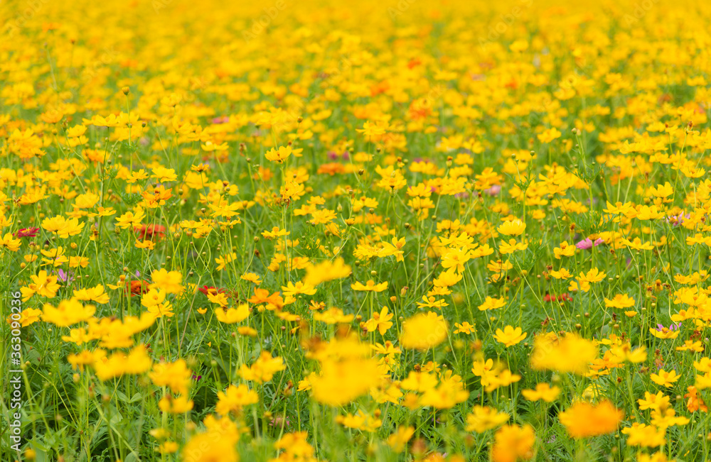 Beautiful yellow gerbera flowers sea background