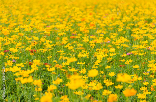 Beautiful yellow gerbera flowers sea background © bqmeng