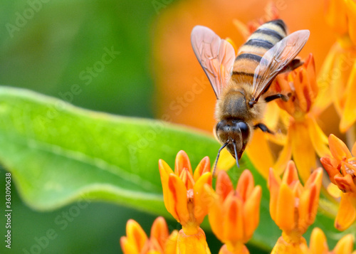 Closeup of a honey bee (Apis mellifera) climbing down to gather nectar from the waxy orange flowers of butterfly weed (Asclepias tuberosa). Copy space.