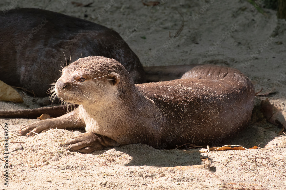 Fototapeta premium otters playing on the beach