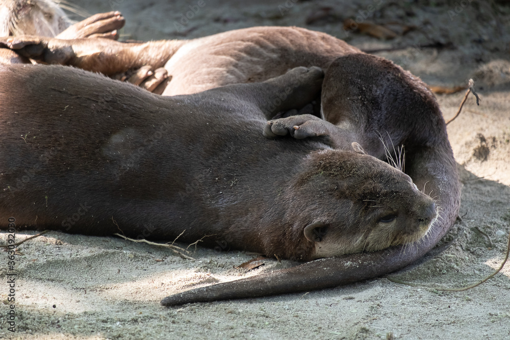 otters playing on the beach otters playing on the beach