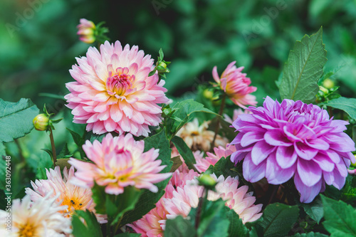 Big beautiful pink and purple blooming dahlia flowers in the garden