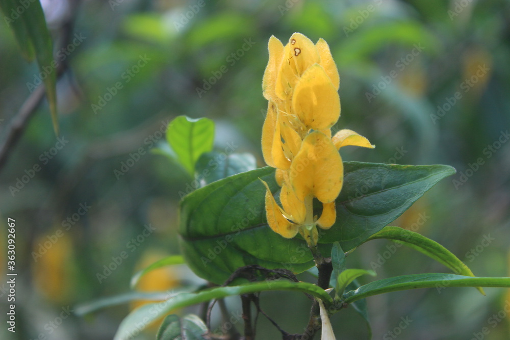 a photograph of a plant called Pachystachys Lutea Nees from Acanthaceae family a photograph of a plant called Pachystachys Lutea Nees from Acanthaceae family