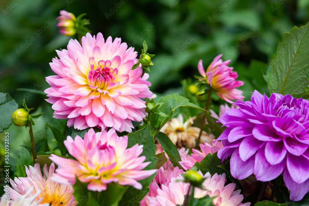 Big beautiful pink and purple blooming dahlia flowers in the garden Big beautiful pink and purple blooming dahlia flowers in the garden