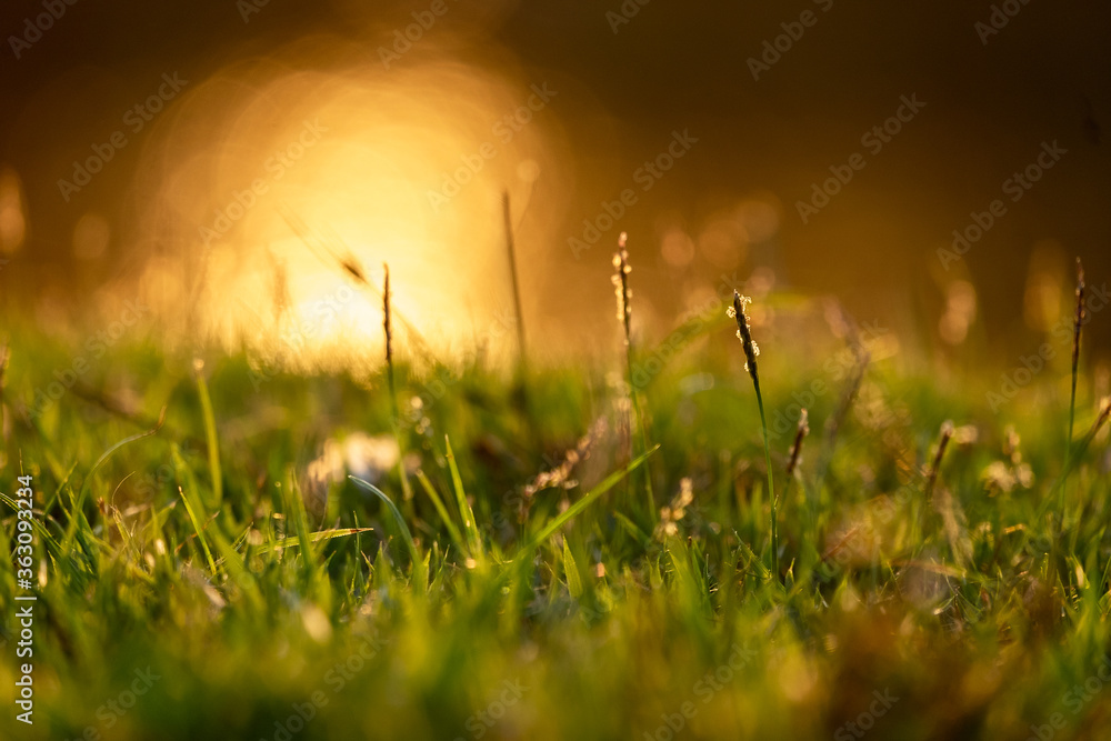 grass over golden light grass over golden light