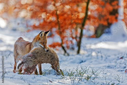 red fox  Vulpes vulpes  caught a hare in the snow