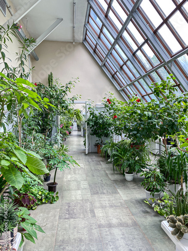 Fotografie interior view of greenhouse or conservatory with various green plant species