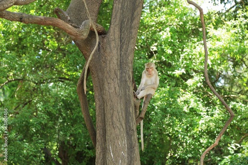 Thai Monkey in Nature
