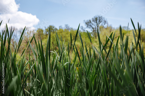 Green grass on blue clear sky, spring nature theme. Landscape