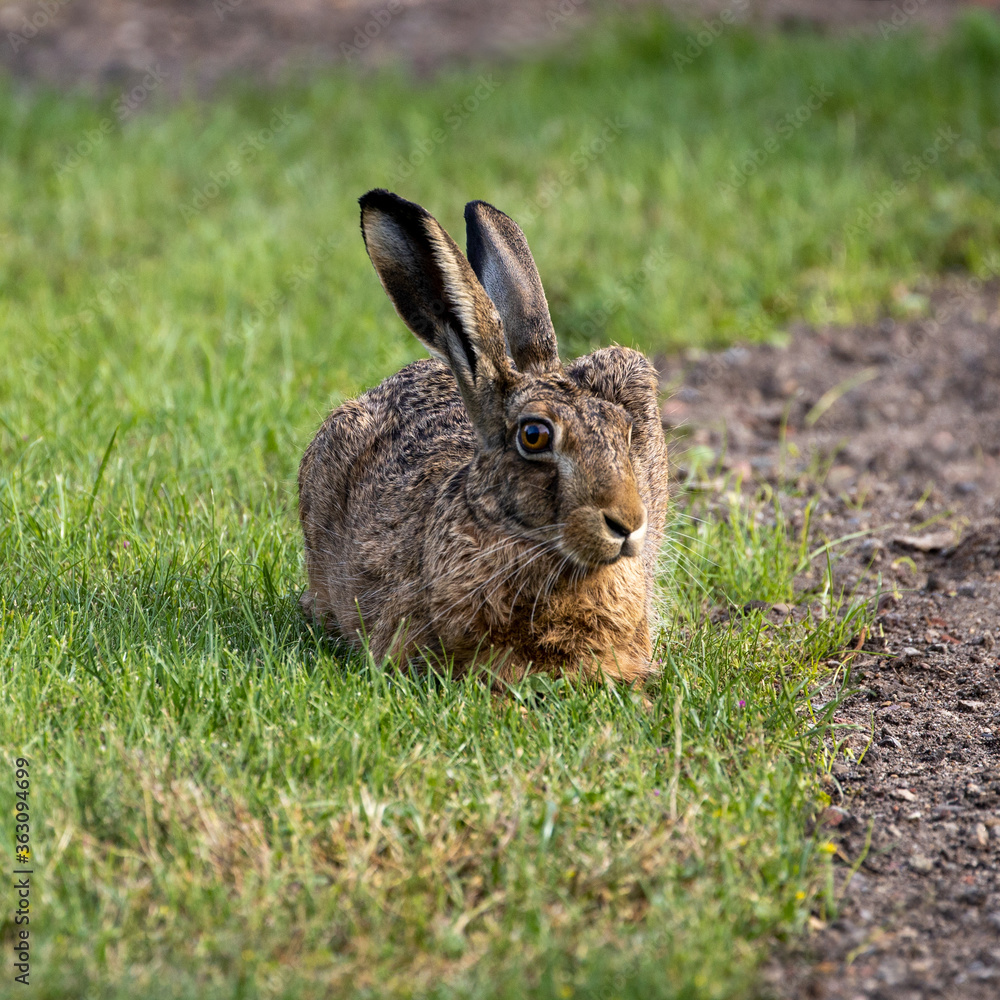 Fototapeta premium Ein Hase liegt in der Frontale auf einer Wiese