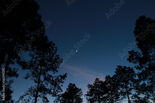 Luna en el bosque