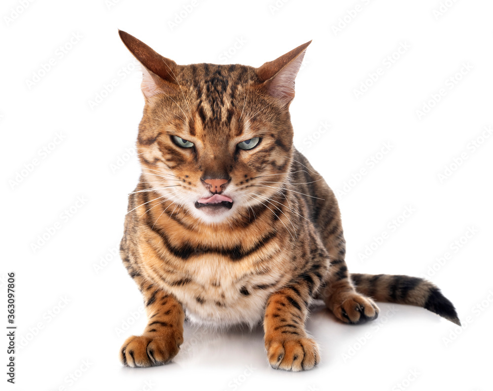 bengal cat in studio bengal cat in studio