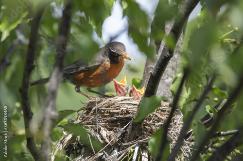 Chicks in nest with parents, open eyes, closed eyes