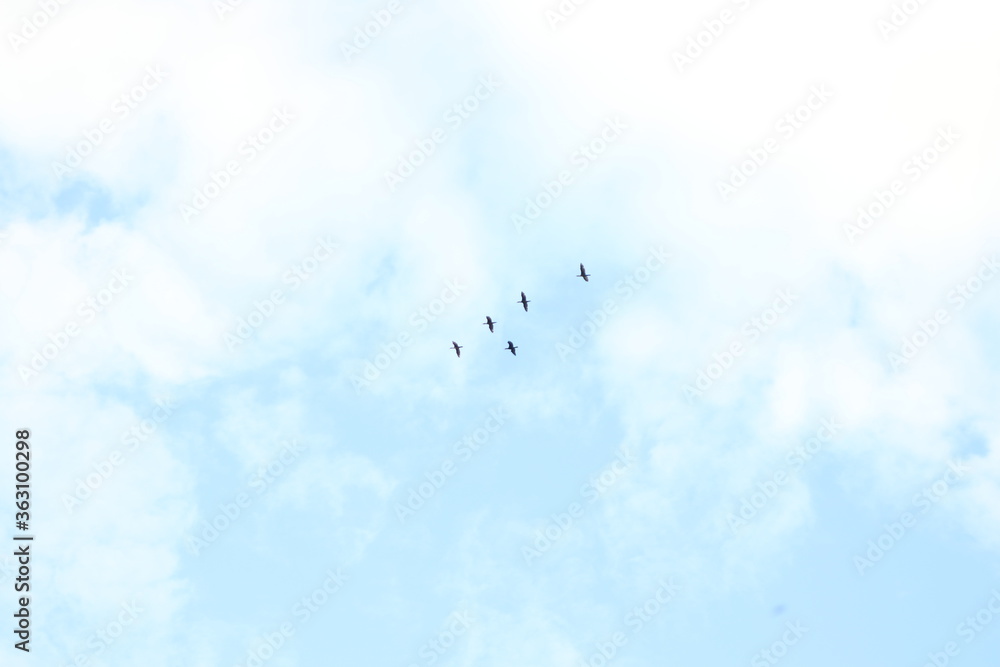 Birds flying in a sketchy patch.  What are they doing?  Wait, that was just a spot on my screen.  They look alright.  For birds I guess.  Clouds out there too right?