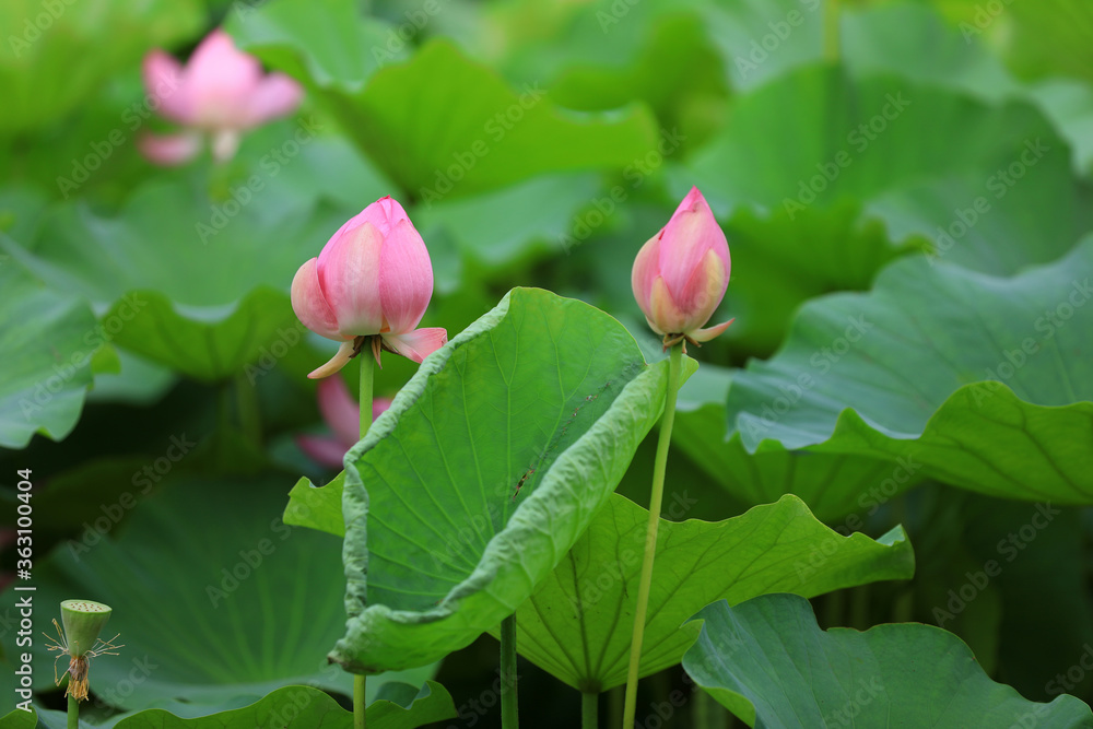 Chinese Lotus in the Park