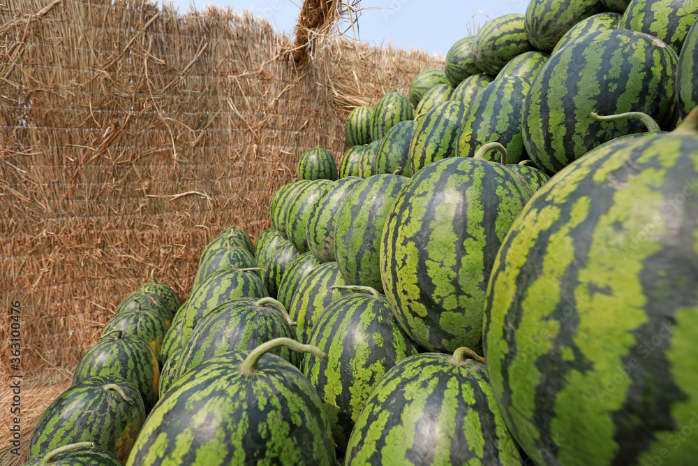 Piles of watermelons in the carriage
