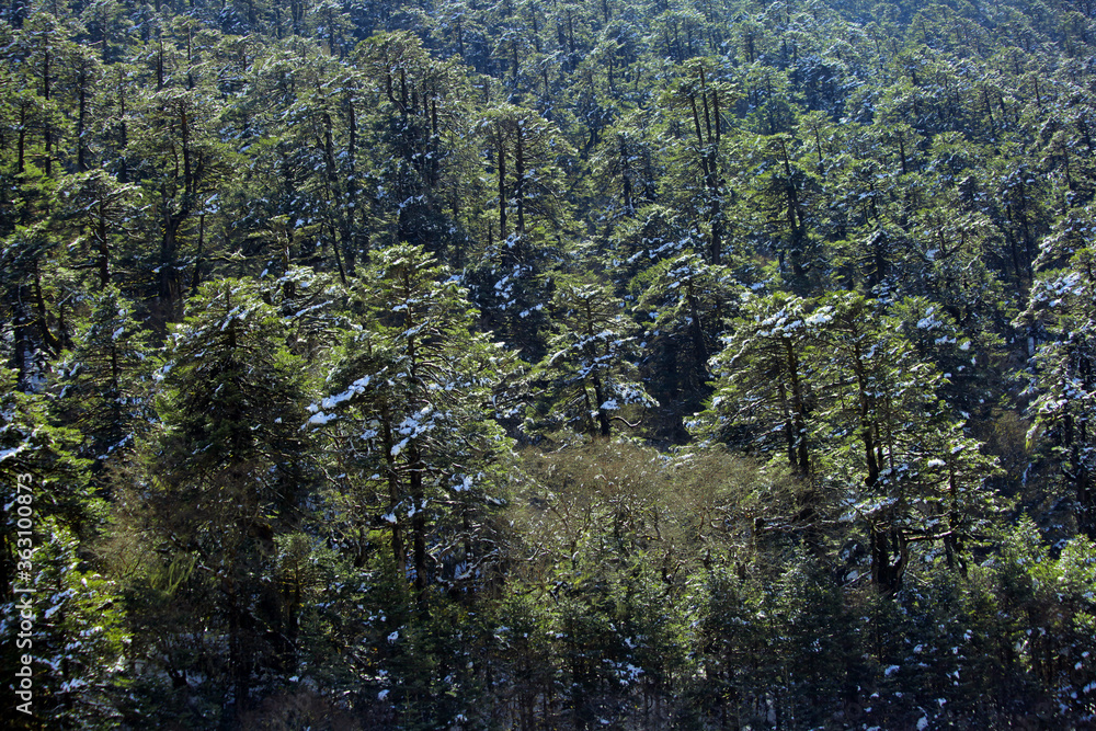 Forest of green pine trees on mountainside at Yumthang valley, sikkim, india