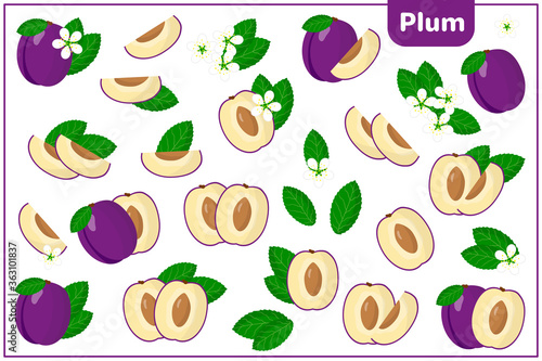 Set of vector cartoon illustrations with Plum exotic fruits, flowers and leaves isolated on white background
