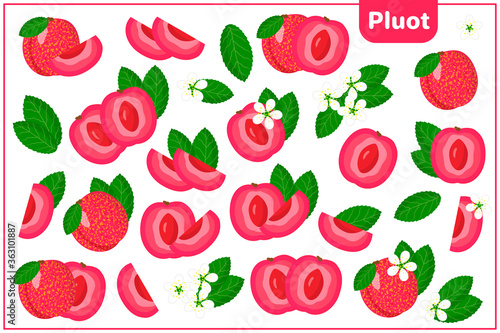 Set of vector cartoon illustrations with Pluot exotic fruits, flowers and leaves isolated on white background