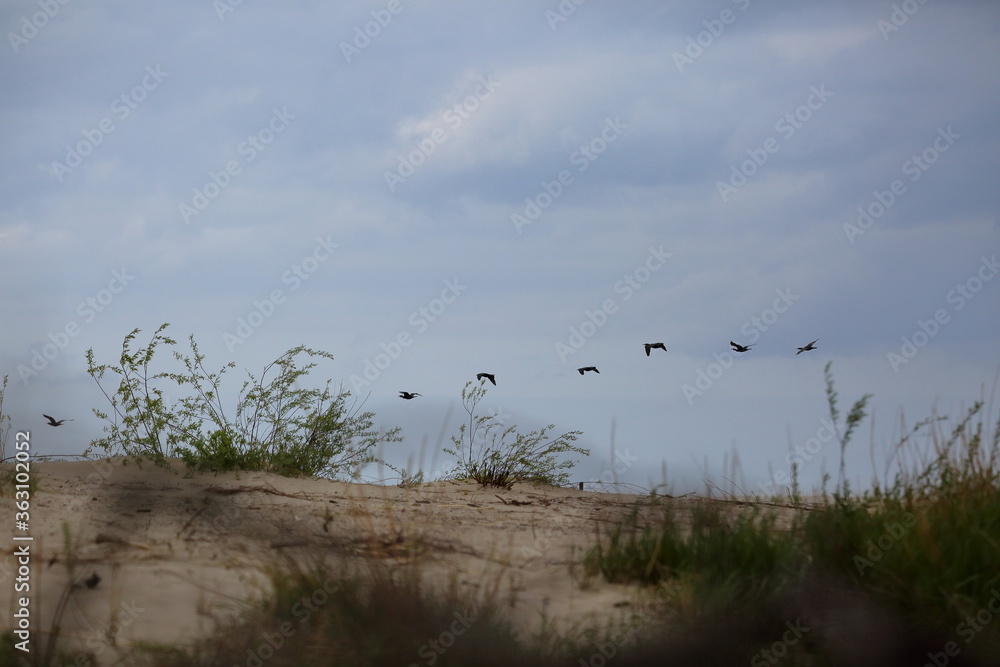 flock of cormorants over sandy dunes on coast