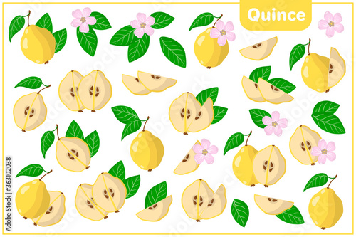 Set of vector cartoon illustrations with Quince exotic fruits, flowers and leaves isolated on white background