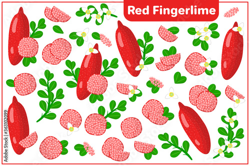Set of vector cartoon illustrations with Red Fingerlime exotic fruits, flowers and leaves isolated on white background