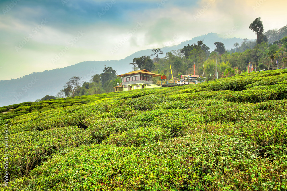 Temi tea garden of Ravangla, Sikkim, India.
