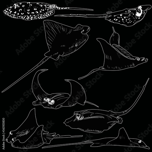 set of eight scates sketches isolated on black background