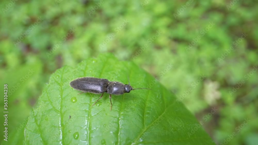 A crawling black beetle on the edge of the leaf A crawling black beetle on the edge of the leaf