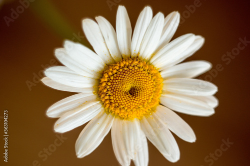 soft light close-up of chamomile or chamomile flowers on a dark background. Shallow depth of field. Macro...