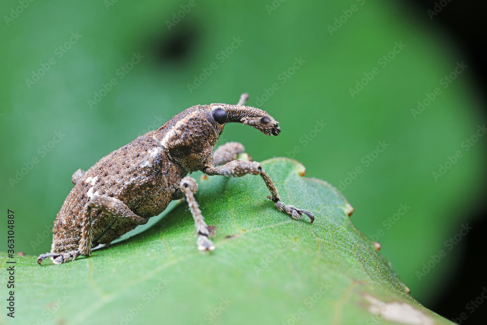 weevils inhabit nature