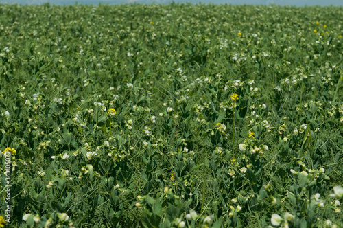 Blooming pea field. Plants with white flowers, green field background. Rural life, organic products, farming concept. Copy space.