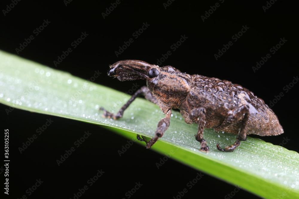 weevils inhabit nature weevils inhabit nature