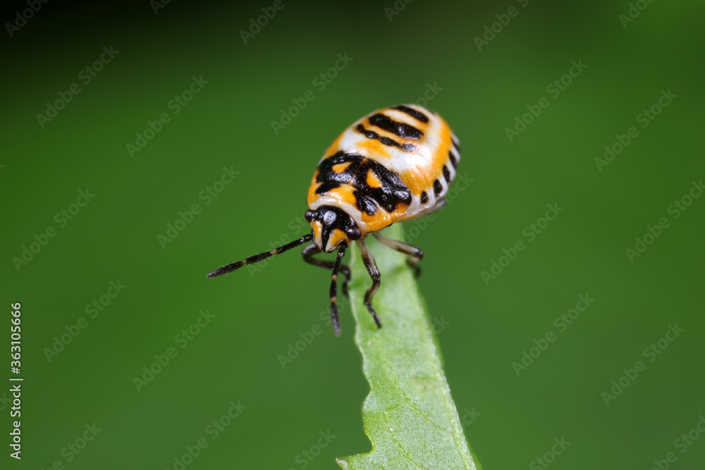 stink bug insects on plants stink bug insects on plants