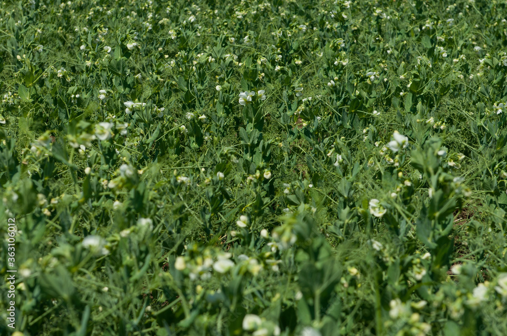 Blooming pea field. Plants with white flowers, green field background. Rural life, organic products, farming concept. Copy space. Blooming pea field. Plants with white flowers, green field background. Rural life, organic products, farming concept. Copy space.