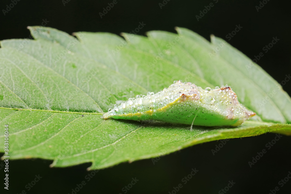 chrysalis of common cabbage worm on green leaves chrysalis of common cabbage worm on green leaves