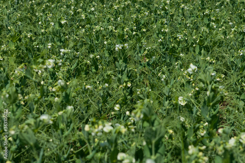 Blooming pea field. Plants with white flowers, green field background. Rural life, organic products, farming concept. Copy space.