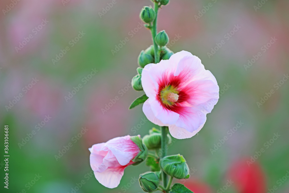 Hollyhock flower blossoms in the park, Luannan County, Hebei Province, China Hollyhock flower blossoms in the park, Luannan County, Hebei Province, China